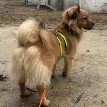 UMA, Hund, Pekingese-Tibet Spaniel-Mix in Flörsheim-Dalsheim - Bild 6