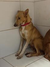 JACINTA, Hund, Podenco in Spanien - Bild 1