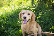 CHIPNR212405, Hund, Mischlingshund in Kroatien - Bild 1