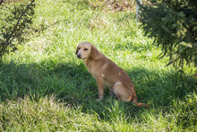 CHIPNR212405, Hund, Mischlingshund in Kroatien - Bild 2