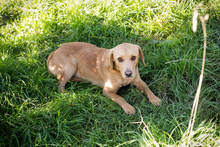 CHIPNR212405, Hund, Mischlingshund in Kroatien - Bild 5