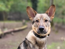 BAILEY, Hund, Mischlingshund in Hennickendorf - Bild 1