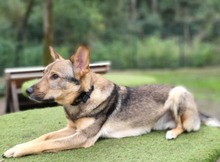 BAILEY, Hund, Mischlingshund in Hennickendorf - Bild 2