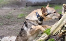 BAILEY, Hund, Mischlingshund in Hennickendorf - Bild 5