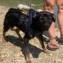 TÖKI, Hund, Mischlingshund in Ungarn - Bild 5