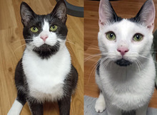 IRA, Katze, Europäisch Kurzhaar in Deggendorf