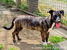 ALEA, Hund, Dackel-Mix in Egelsbach - Bild 2