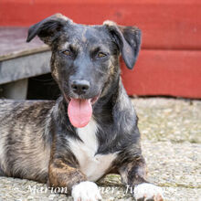 ALEA, Hund, Dackel-Mix in Egelsbach - Bild 3