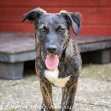 ALEA, Hund, Dackel-Mix in Egelsbach - Bild 4