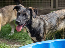 ALEA, Hund, Dackel-Mix in Egelsbach - Bild 5