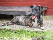 ALEA, Hund, Dackel-Mix in Egelsbach - Bild 6