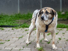 GOGO, Hund, Herdenschutzhund-Mix in Egelsbach - Bild 2