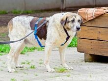 GOGO, Hund, Herdenschutzhund-Mix in Egelsbach - Bild 4