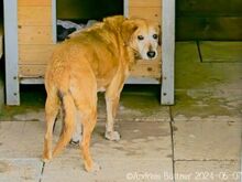 KENNY, Hund, Deutscher Schäferhund-Mix in Egelsbach - Bild 2