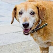 KENNY, Hund, Deutscher Schäferhund-Mix in Egelsbach - Bild 3