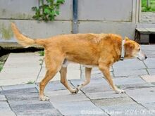 KENNY, Hund, Deutscher Schäferhund-Mix in Egelsbach - Bild 4