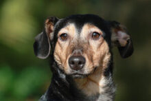 DEXTER, Hund, Dackel-Terrier-Mix in Moers - Bild 1