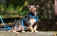 DEXTER, Hund, Dackel-Terrier-Mix in Moers - Bild 2