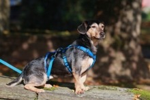 DEXTER, Hund, Dackel-Terrier-Mix in Moers - Bild 4