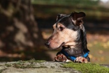 DEXTER, Hund, Dackel-Terrier-Mix in Moers - Bild 5