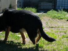 NIKI, Hund, Mischlingshund in Bulgarien - Bild 10