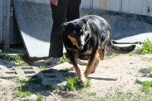 NIKI, Hund, Mischlingshund in Bulgarien - Bild 2