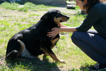 NIKI, Hund, Mischlingshund in Bulgarien - Bild 3