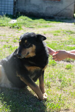 NIKI, Hund, Mischlingshund in Bulgarien - Bild 4