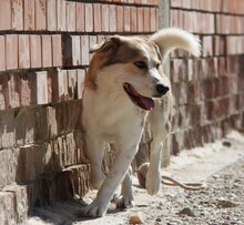 NINO, Hund, Mischlingshund in Griechenland - Bild 3