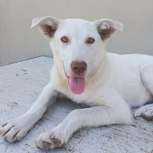 MARGIE, Hund, Mischlingshund in Italien - Bild 1