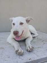 MARGIE, Hund, Mischlingshund in Italien - Bild 10