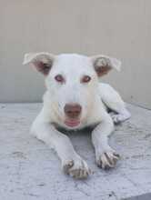 MARGIE, Hund, Mischlingshund in Italien - Bild 11