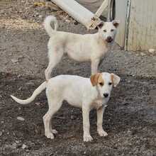 MARGIE, Hund, Mischlingshund in Italien - Bild 2