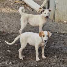 MARGIE, Hund, Mischlingshund in Italien - Bild 7