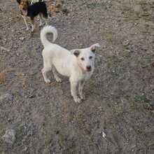 MARGIE, Hund, Mischlingshund in Italien - Bild 8