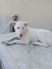 MARGIE, Hund, Mischlingshund in Italien - Bild 9