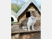 DANAE, Katze, Europäisch Kurzhaar in Spanien - Bild 2