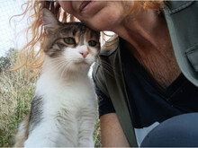 DANAE, Katze, Europäisch Kurzhaar in Spanien - Bild 3