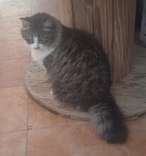 PELUDA, Katze, Langhaarkatze in Leipzig