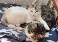 NIEVE, Katze, Siamkatze in Leipzig