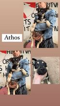 ATHOS, Hund, Mischlingshund in Ungarn - Bild 4