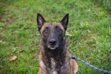 BALLJE, Hund, Malinois-Mix in Kroatien - Bild 1