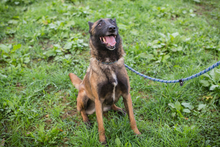 BALLJE, Hund, Malinois-Mix in Kroatien - Bild 2