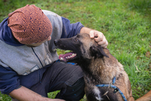 BALLJE, Hund, Malinois-Mix in Kroatien - Bild 3