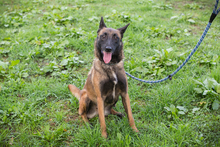 BALLJE, Hund, Malinois-Mix in Kroatien - Bild 4