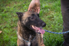 BALLJE, Hund, Malinois-Mix in Kroatien - Bild 5