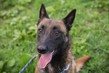 BALLJE, Hund, Malinois-Mix in Kroatien - Bild 6