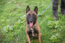 BALLJE, Hund, Malinois-Mix in Kroatien - Bild 7