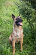 MALAIKA, Hund, Mischlingshund in Kroatien - Bild 2