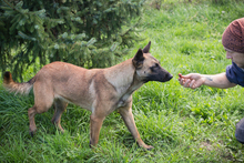 MALAIKA, Hund, Mischlingshund in Kroatien - Bild 3